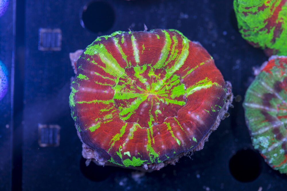 Scolymia