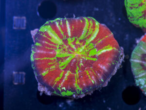 Scolymia