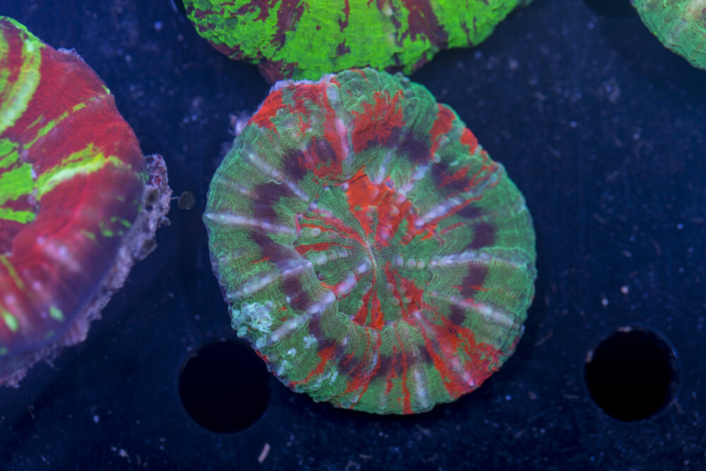 Scolymia