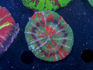 Scolymia