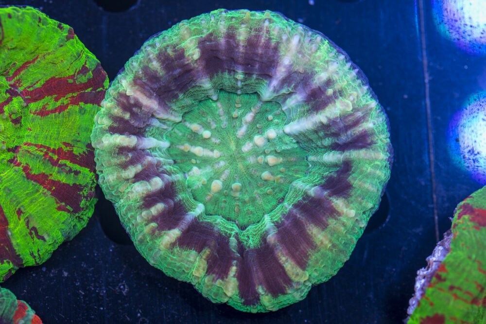 Scolymia