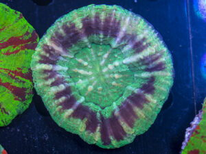 Scolymia