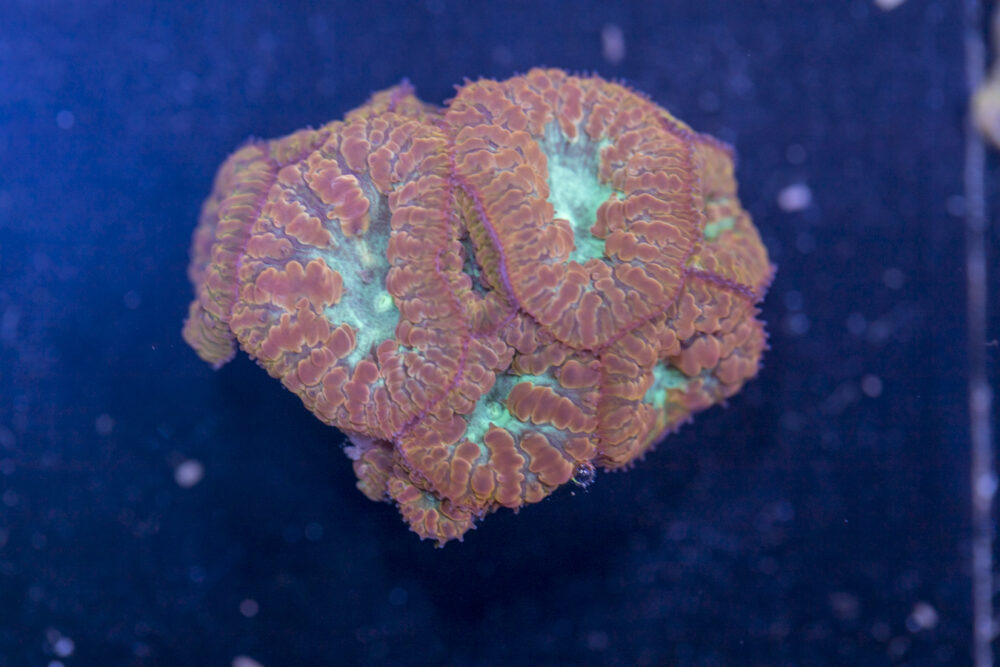 Blastomussa