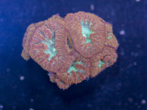 Blastomussa