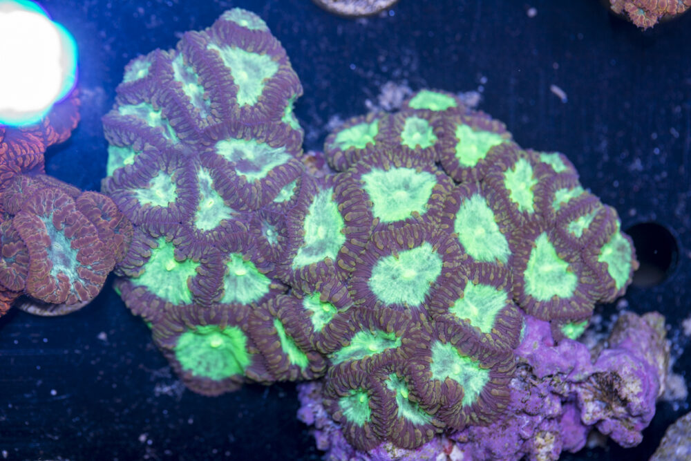 Blastomussa