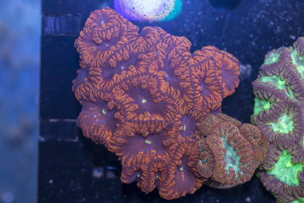 Blastomussa