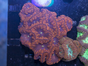 Blastomussa