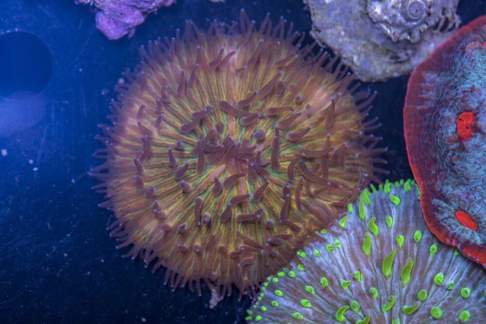 Fungia
