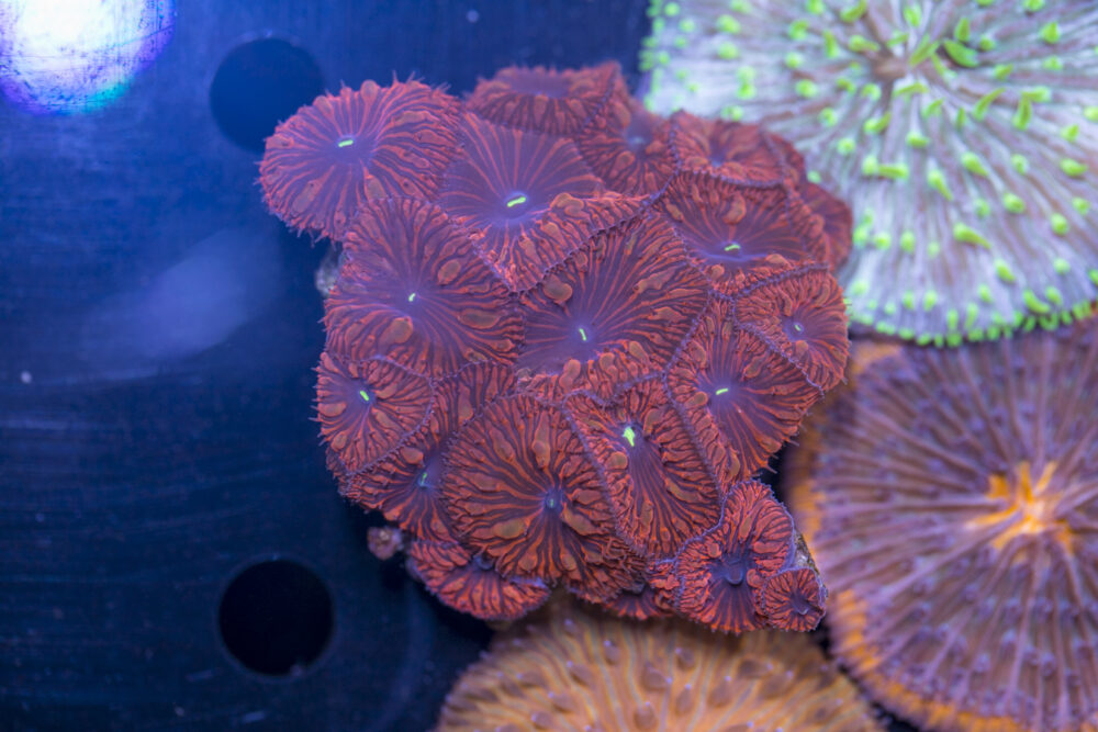 Blastomussa