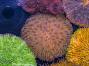 Fungia