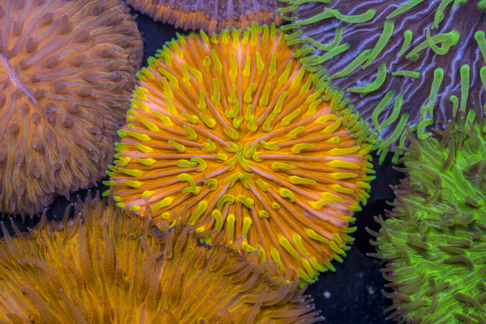 Fungia