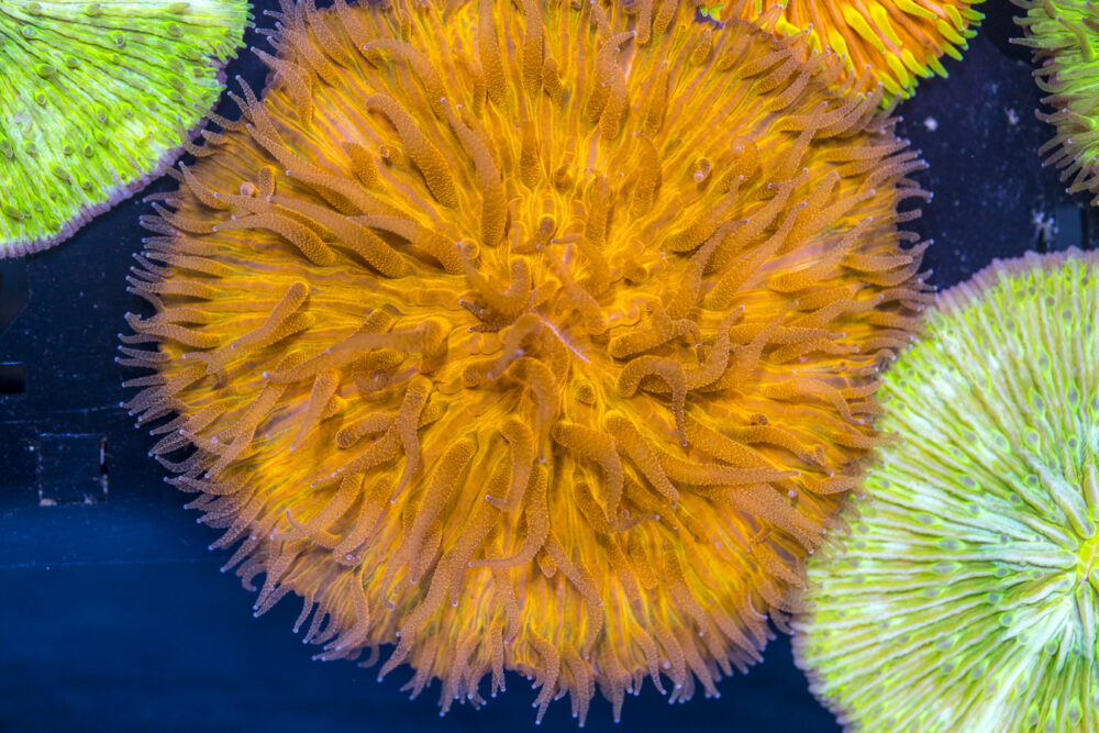 Fungia