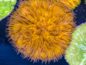 Fungia