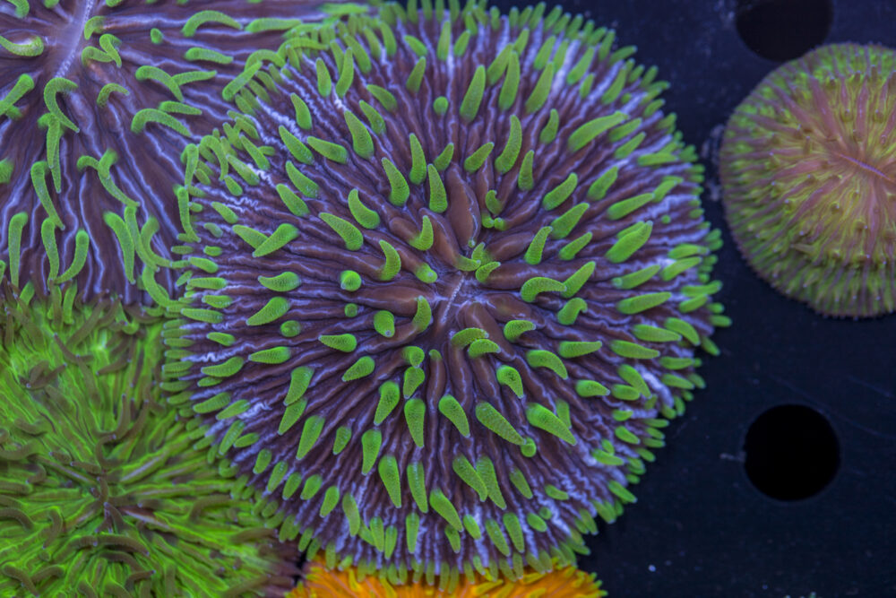 Fungia