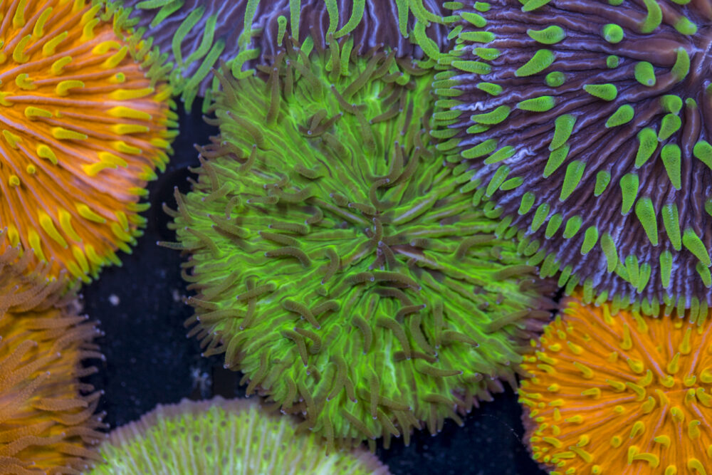 Fungia