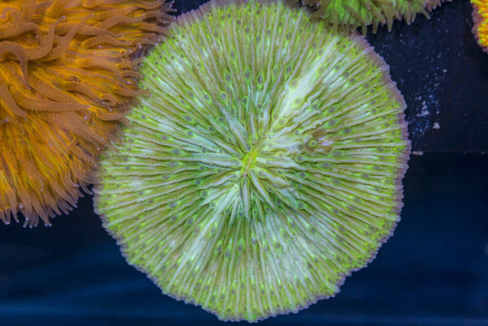 Fungia