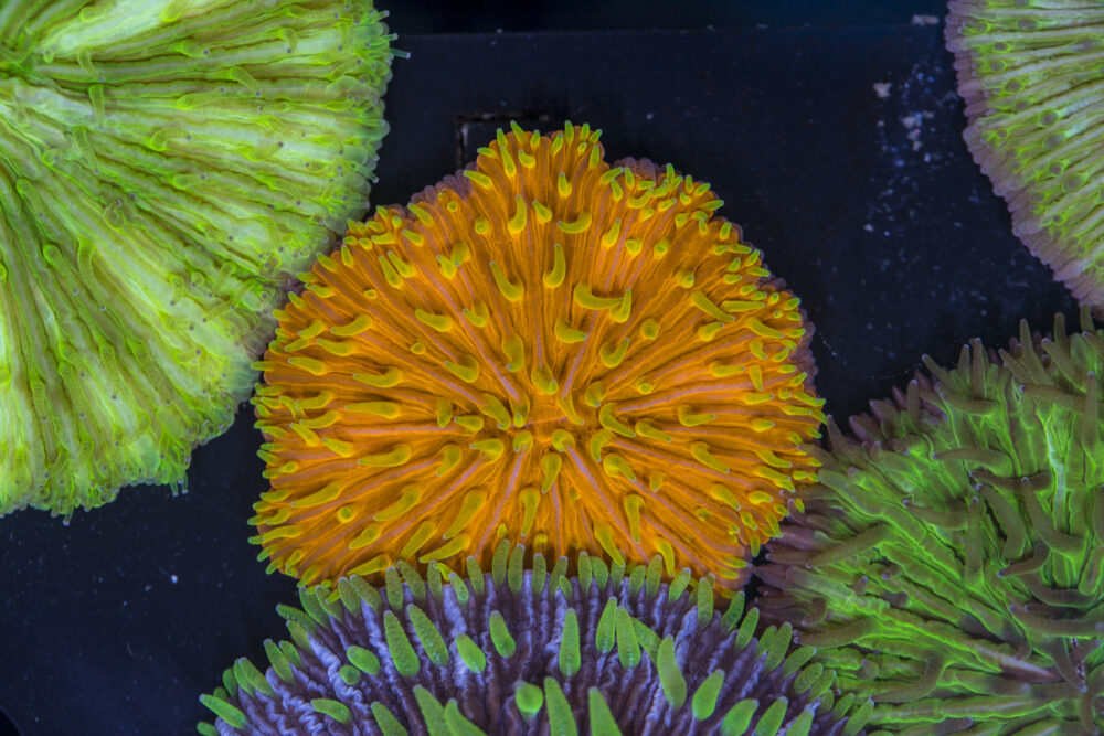 Fungia