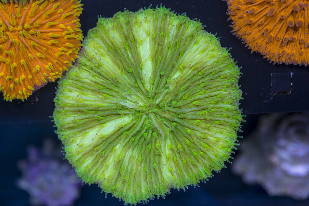 Fungia