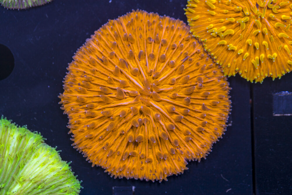 Fungia