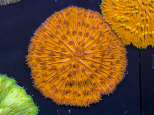 Fungia