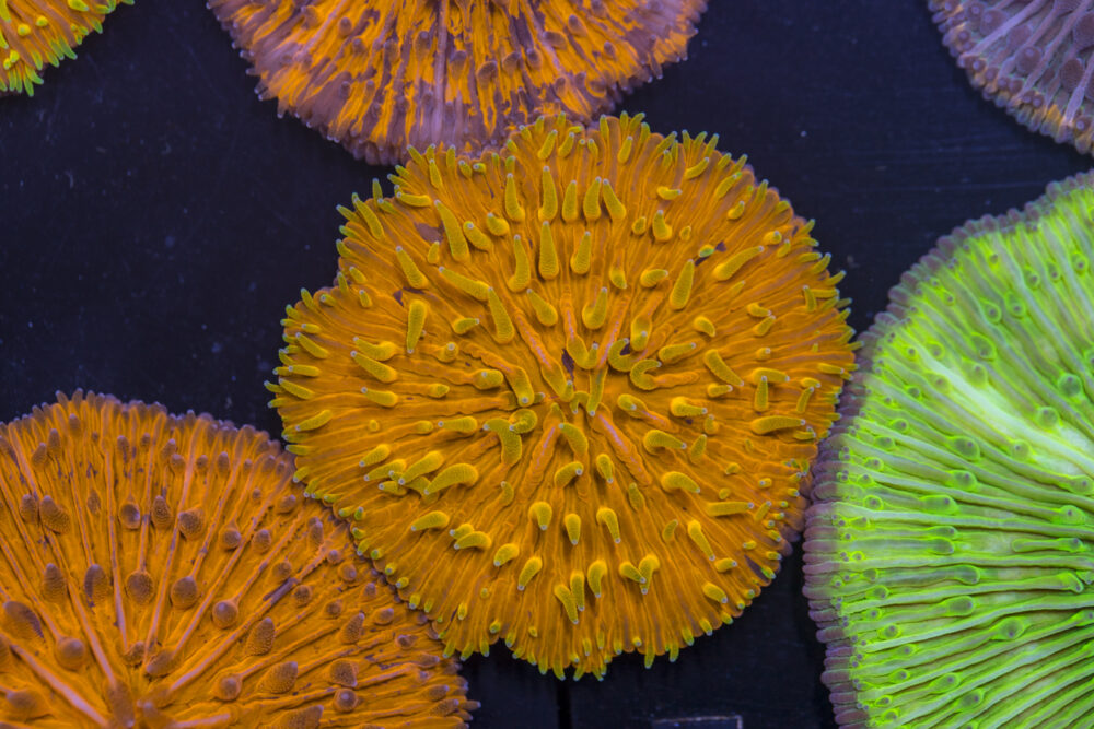Fungia