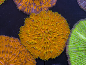 Fungia