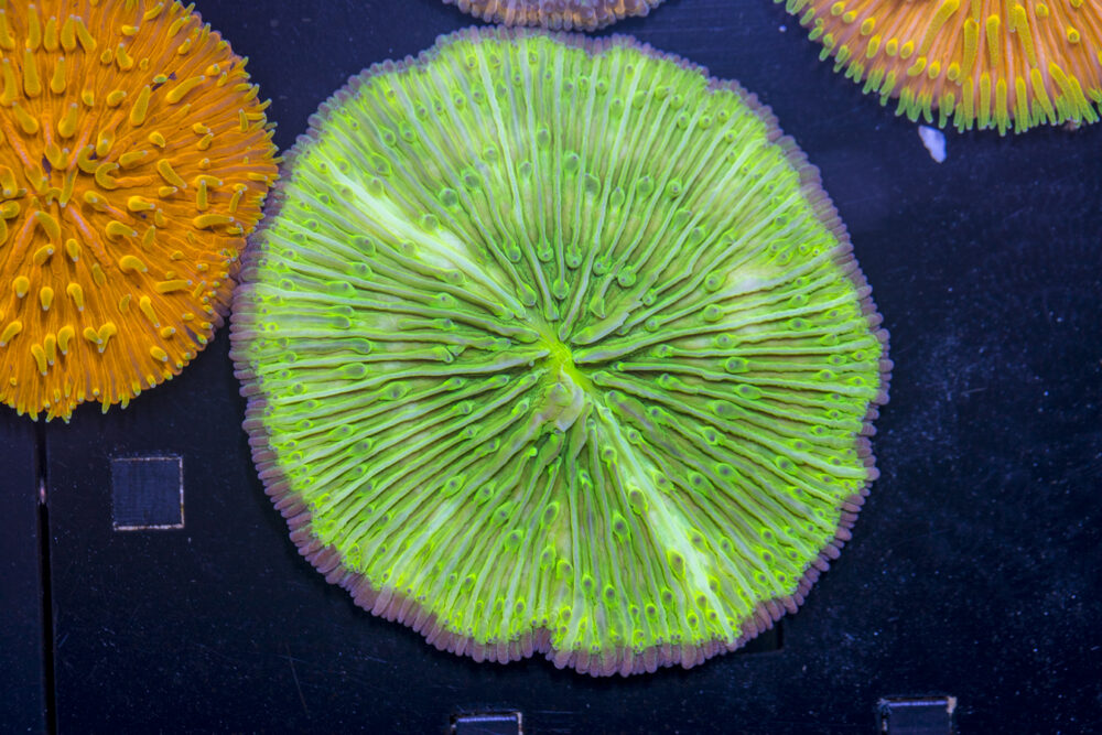 Fungia