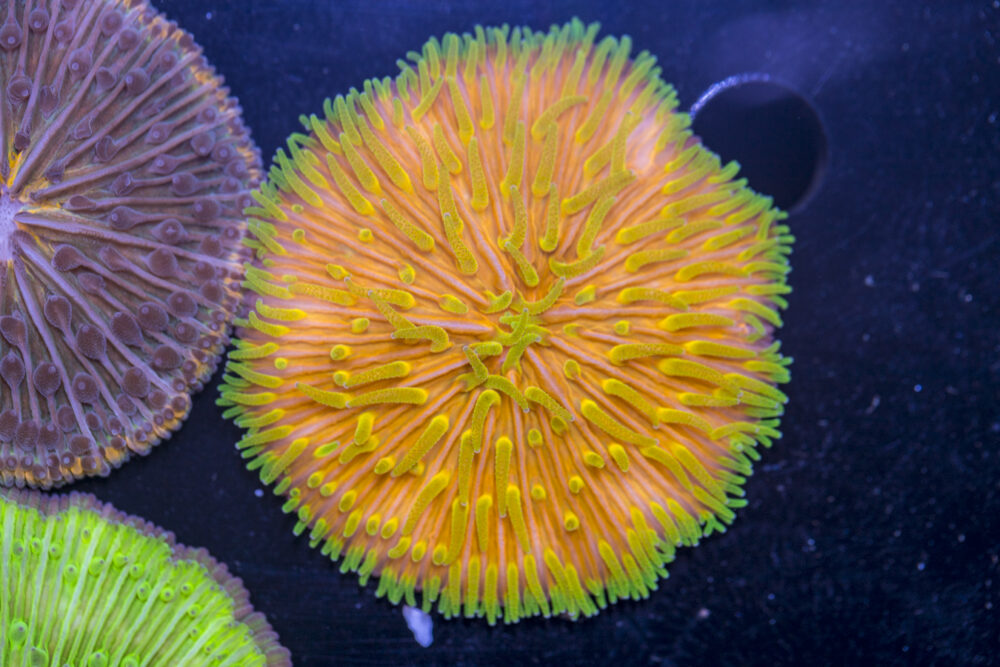Fungia
