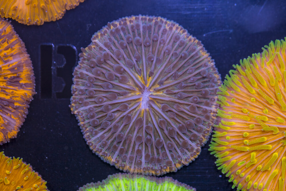Fungia