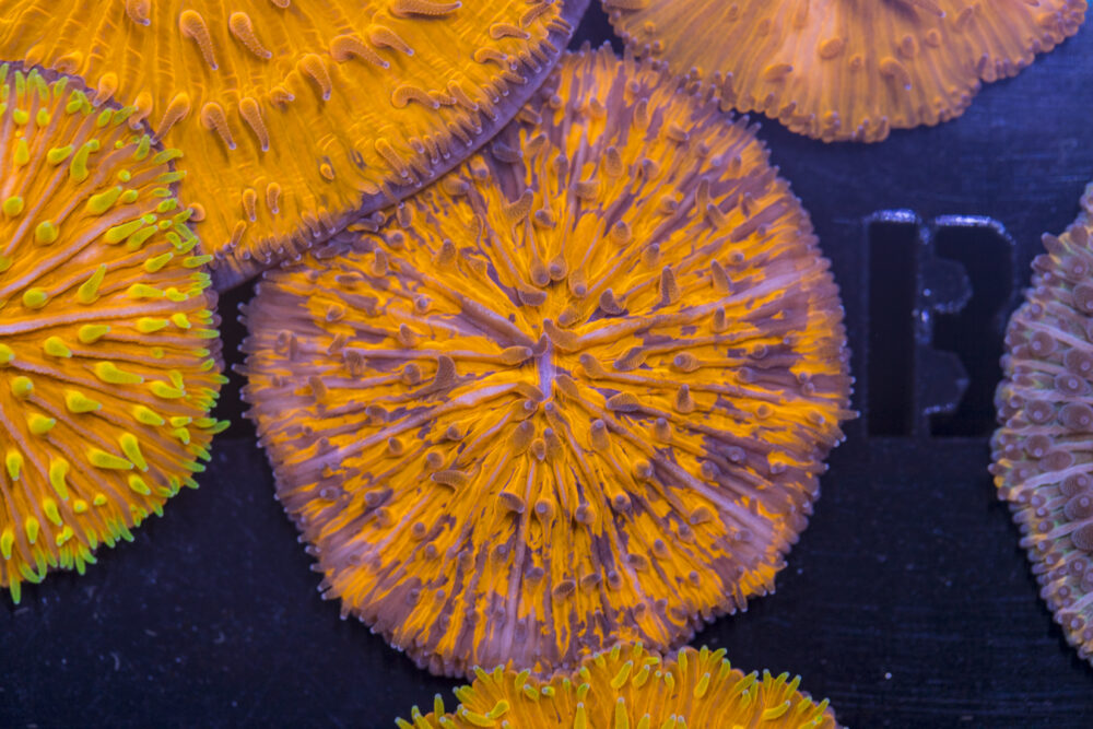 Fungia