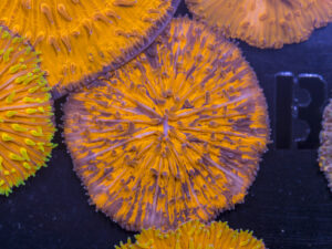 Fungia