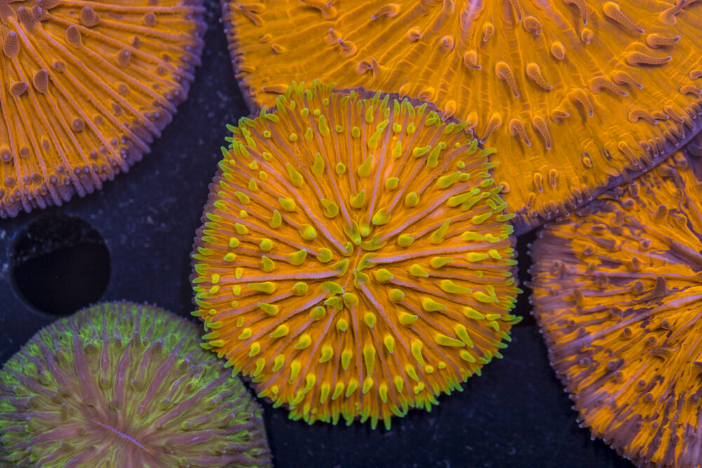 Fungia