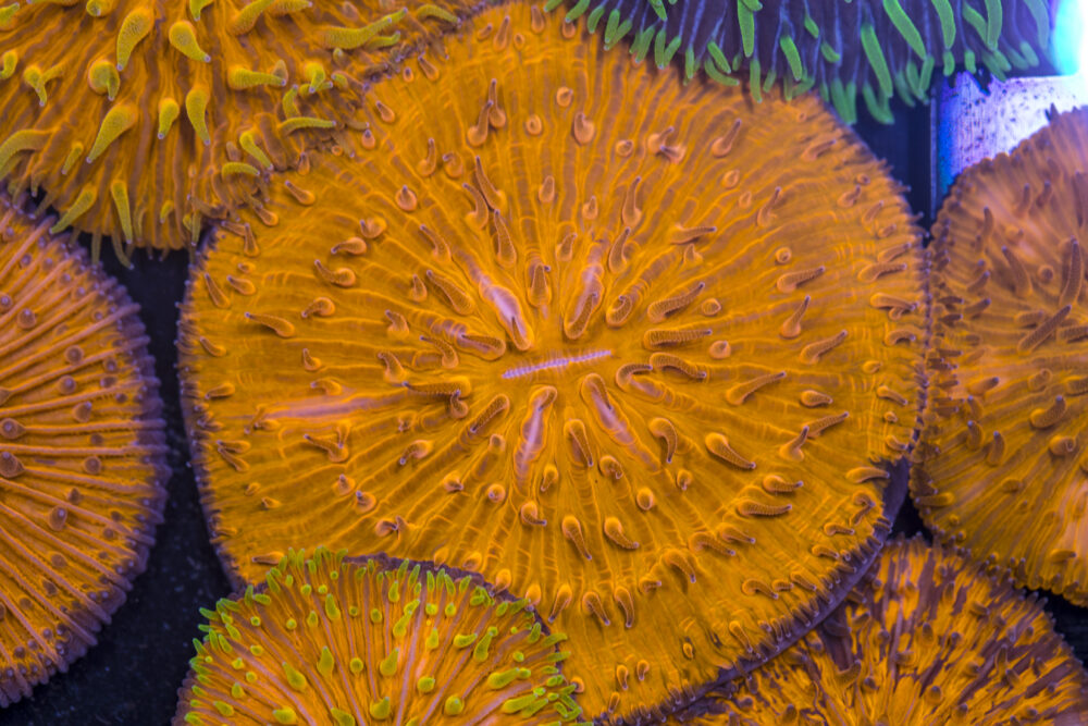 Fungia