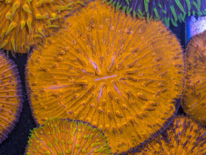Fungia