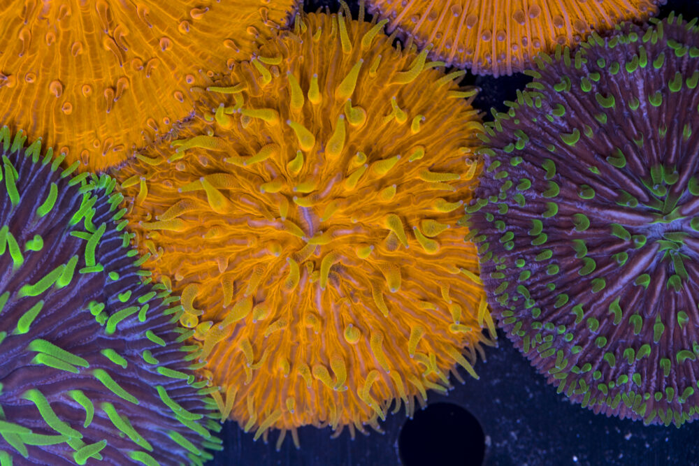 Fungia