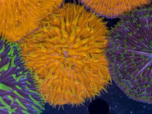 Fungia