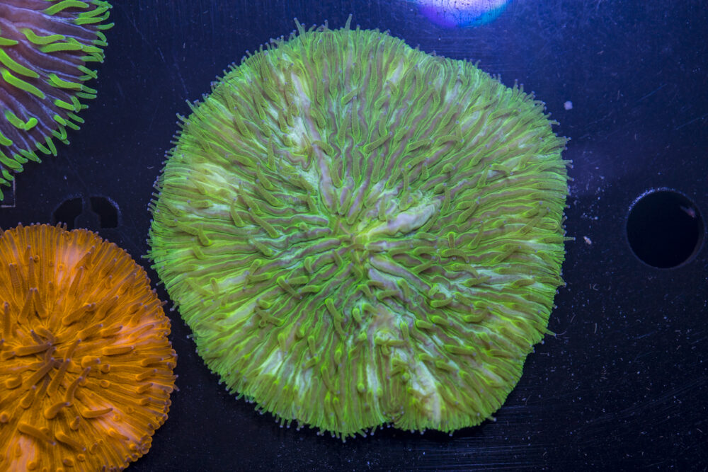 Fungia