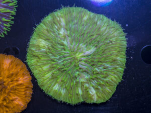 Fungia