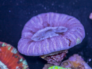 Trachyphyllia