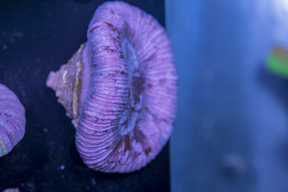 Trachyphyllia