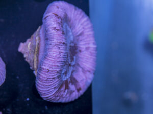 Trachyphyllia