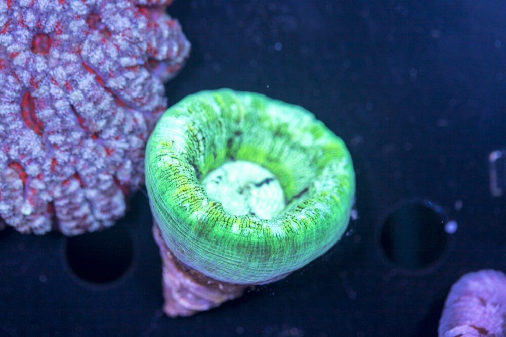 Trachyphyllia