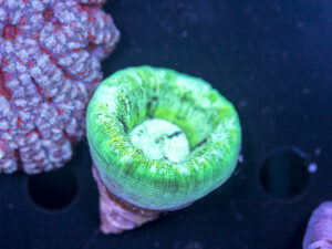 Trachyphyllia