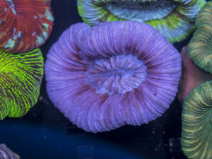 Trachyphyllia