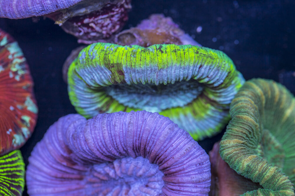Trachyphyllia