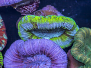 Trachyphyllia