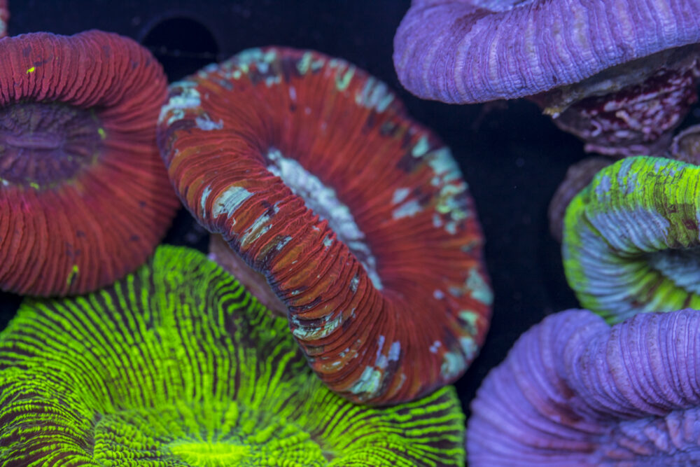 Trachyphyllia