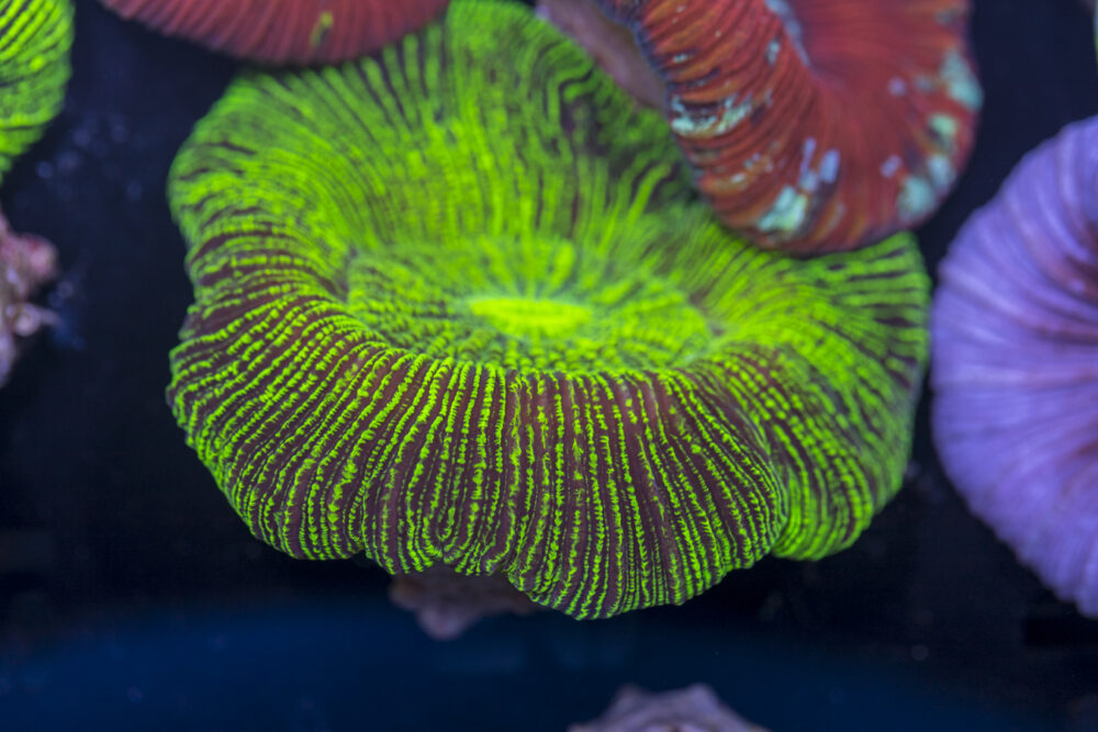 Trachyphyllia