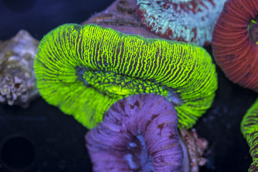 Trachyphyllia
