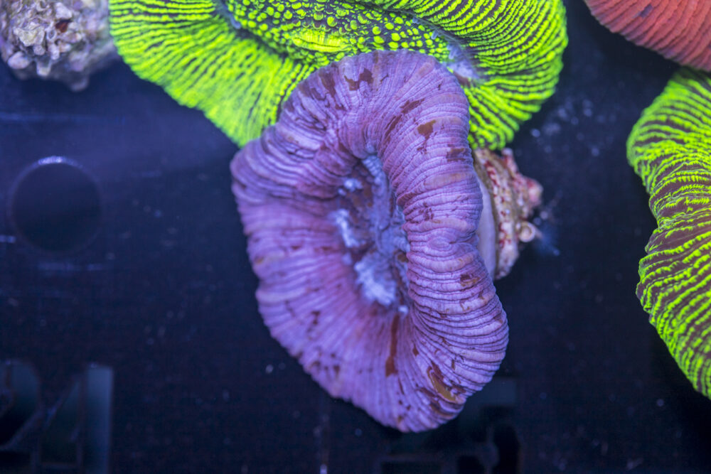 Trachyphyllia